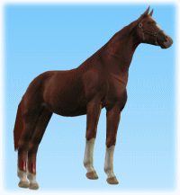 horse ３Ｄ