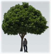tree 3D